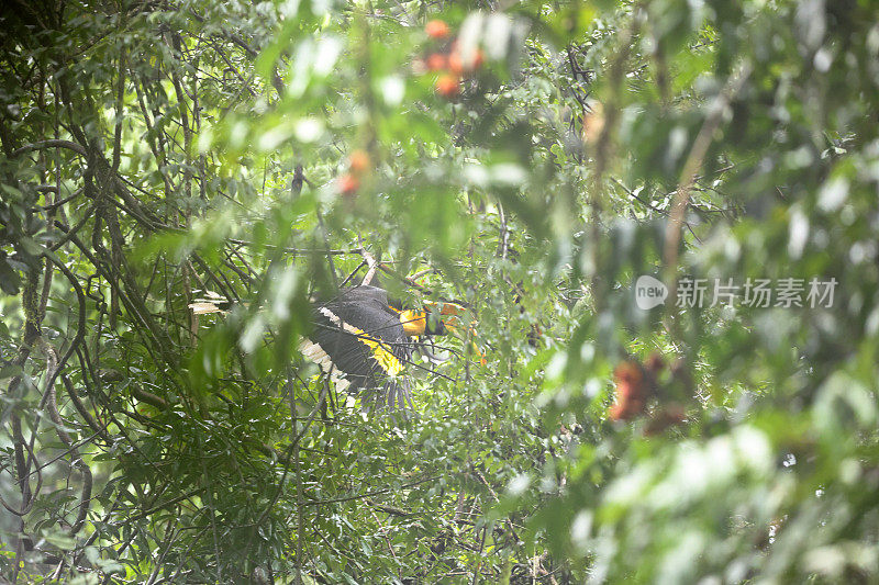 犀鸟:成年雄性大犀鸟(Buceros bicornis)，也被称为凹盔犀鸟，大印度犀鸟或大斑犀鸟。